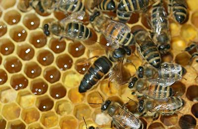 пчелиная матка и пчелы