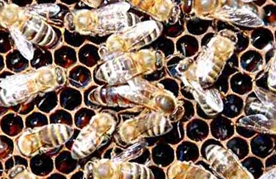 Пчелиная матка — Википедия