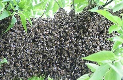 Проверка состояния пчелиной семьи перед объединением