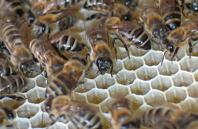 Почему пчелы шумят зимой и как их успокоить?