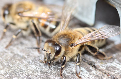 пчела на прилетной доске