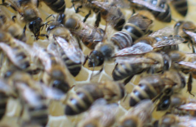 пчелы на рамках
