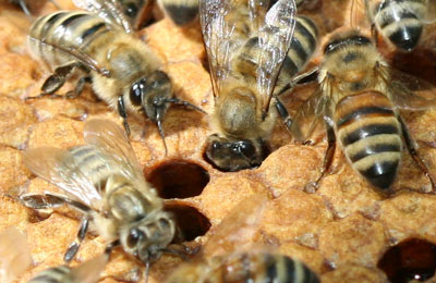 пчелы и расплод 