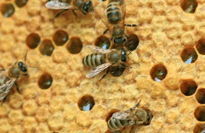 пчелиный расплод