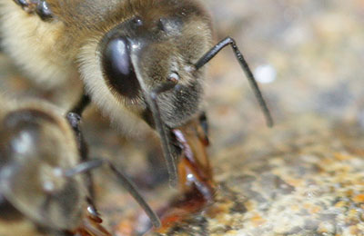 подкормка пчел