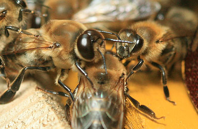 Трутень и пчела