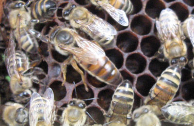 пчелиная матка на сотах