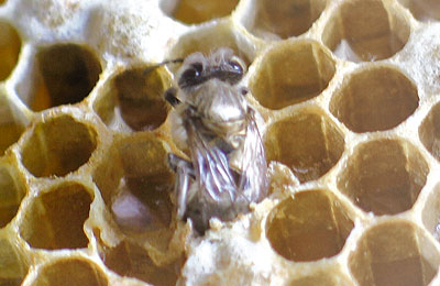 рождение пчелы