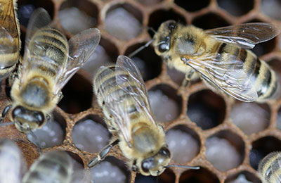 среднерусские пчелы