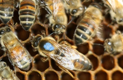 Вывод маток пошаговая инструкция от экспертом пчеловодства