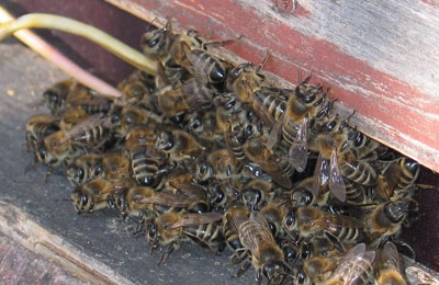 Мини-Пчеловодство «сделай сам», размножение пчелиных маток, улей, коробка | AliExpress