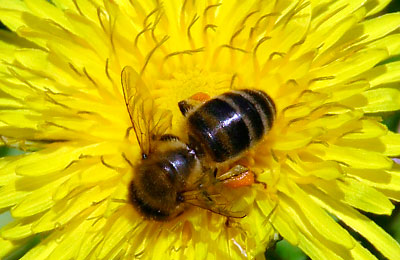 пчела на одуванчике