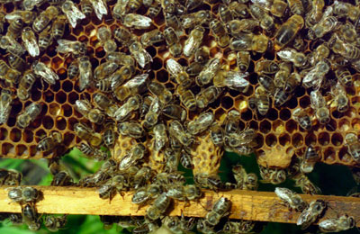 вывод маток, пчелы на сотах