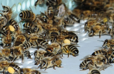 пчелы возле пыльцеуловителя