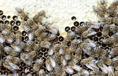 Кормушки Для Пчеловодства Для Пчел