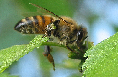 пчела собирает прополис