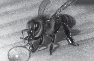 пчела с медом
