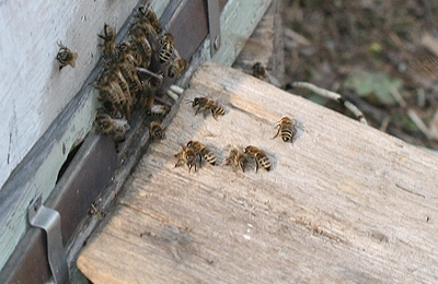 пчелы у летка