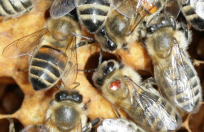 пчелы и клещ варроа
