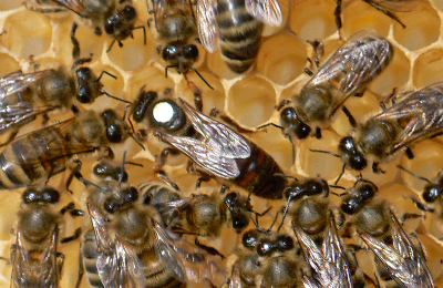 матка и пчелы