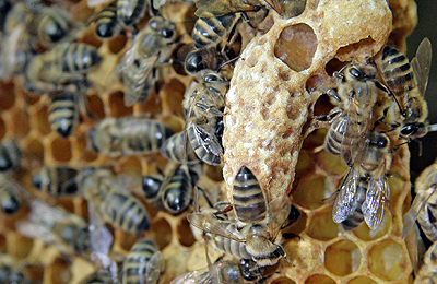 маточник и пчелы
