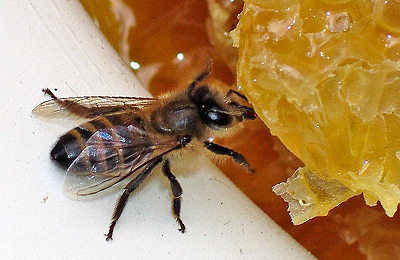 пчела и мед