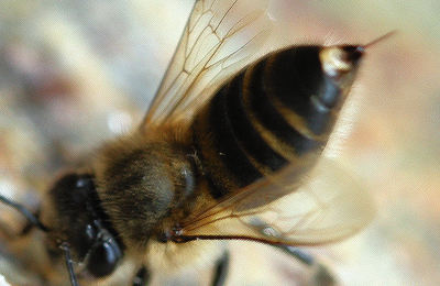 жало пчелы