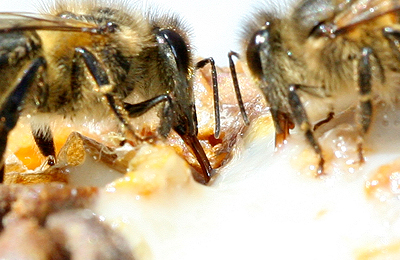 пчелы и маточное молочко