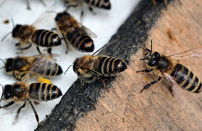 пчелы на прилетной доске