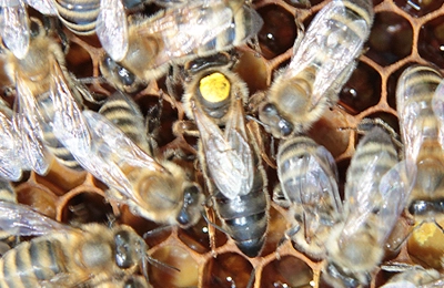 пчелиная матка на сотах