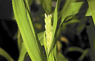 кукуруза, ГМО