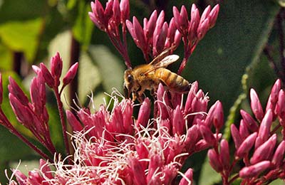 пчелы и цветы