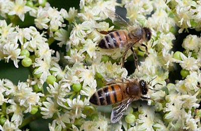эводия и пчелы