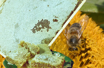 мед и пчелы