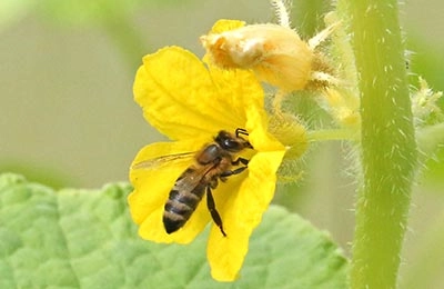 пчела на огурце