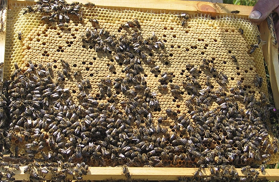 Улей лежак - Пчеловодство - Каталог файлов - Все о меде и пчелах