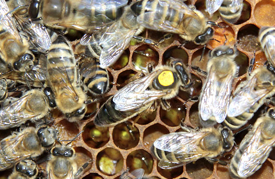 матка и пчелы