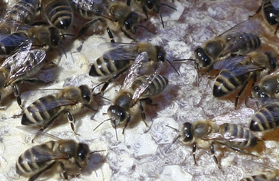пчелы на соте