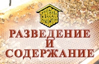 Разведение и содержание пчел