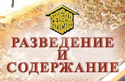 Разведение и содержание пчел