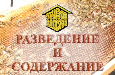 Разведение и содержание пчел