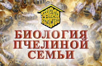Выращивание пчелиного и трутневого расплода