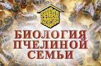 Биология пчелиной семьи