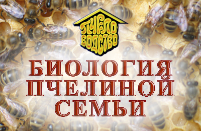 Биология пчелиной семьи