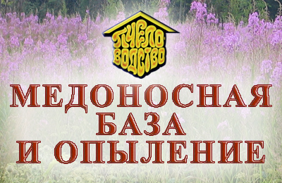 медоносная база