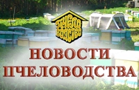 новости пчеловодства